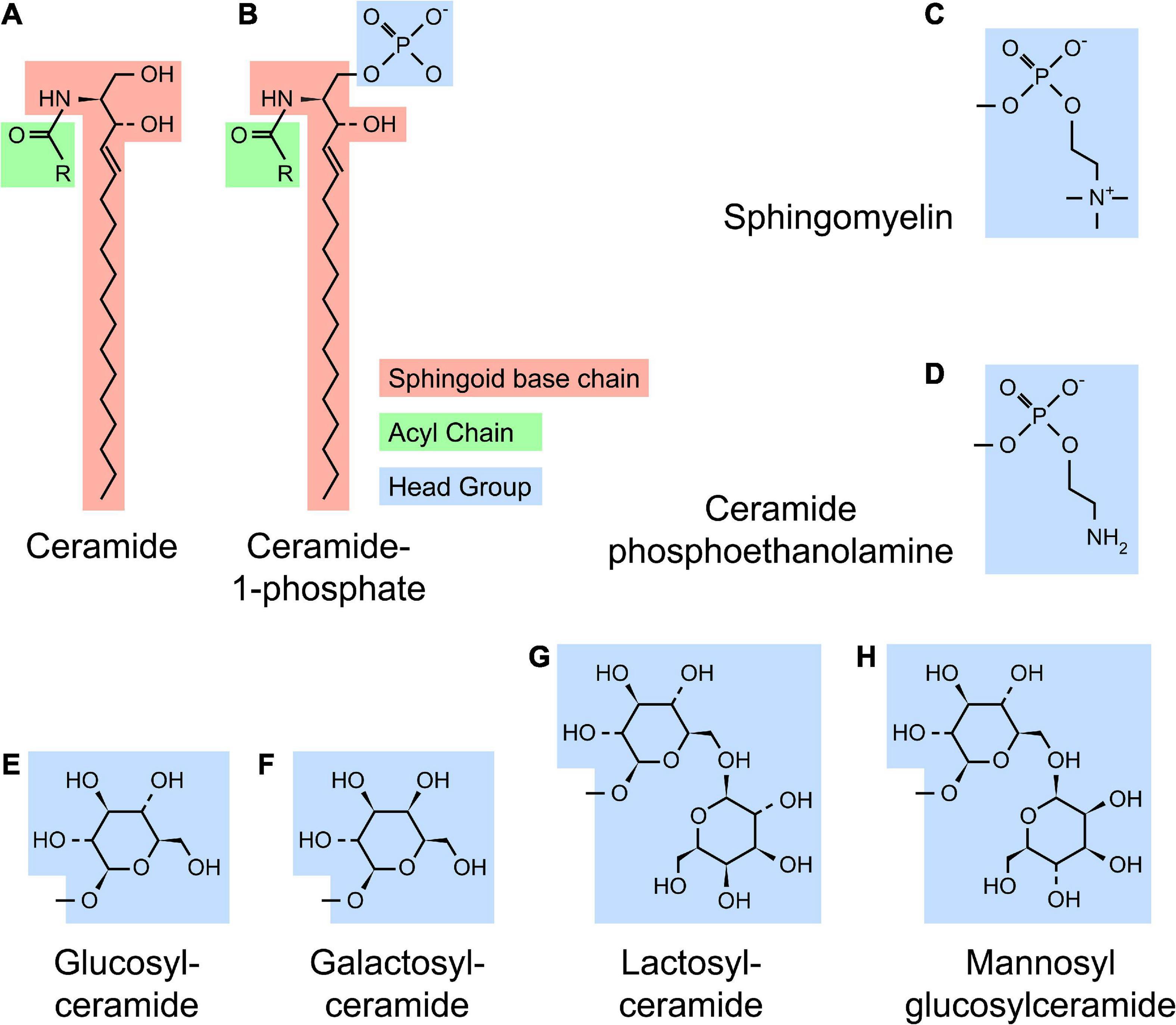 Sphingolipids in neurodegenerative diseases